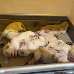 Labrador Retriever Puppies from Duck Pond Farm English Labradors