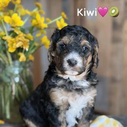 Kiwi - Phantom female Bernedoodle puppy in Lancaster, Minnesota from Richardville Hunde