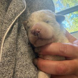 Girl 3 - Parti female Goldendoodle puppy in Lumberton, Texas from Southeast Texas Goldendoodles