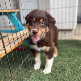 Red boy - Red tri-color male Australian Shepherd puppy in Wittmann, Arizona from Wranglin Farms