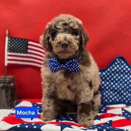 Mocha - Merle male Goldendoodle puppy in Summerville, South Carolina from Channys Doodles