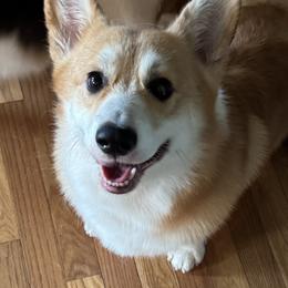 Marty McFly - Pembroke Welsh Corgi