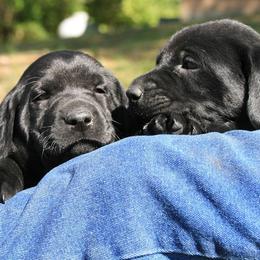 Labrador Retriever Puppies from Milliken Creek Labs