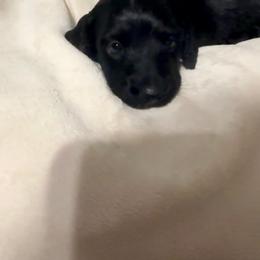 Meatball - Black male Dachshund puppy in Kentucky from Wonderful Weiners