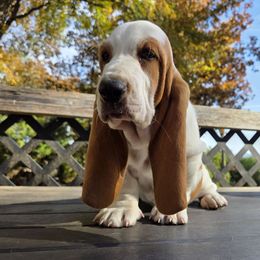 Ned 2675.00 - Red and white male Basset Hound puppy in Denison, Texas from Emma Lou's Baby Bassets