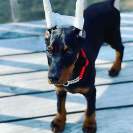 Doberman Pinscher Puppies from Defensive Dobermans