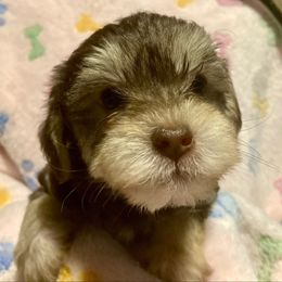 Rue (Purple) - Tri-color female Yorkipoo puppy in Martin, Tennessee from Danza Bolo