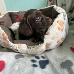 Red - Chocolate male Dachshund puppy in Cumby, Texas from Dog Daze Ranch