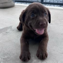 Black - Chocolate male Labrador Retriever puppy in Newton Grove, North Carolina from Wayalife Labradors & Gsp’s