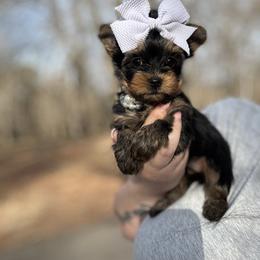 Yorkshire Terrier Puppies from Kruz Kennels