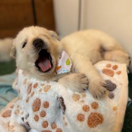 Jax - White male German Shepherd puppy in Yuba City, California from Barton’s German Shepherds