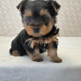 Roamie - Blue and gold male Yorkshire Terrier puppy in Monticello, Iowa from Ashley’s Puppies