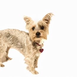 Ivory - Yorkshire Terrier