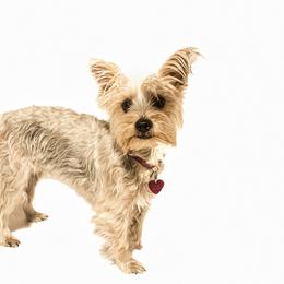 Ivory - Yorkshire Terrier