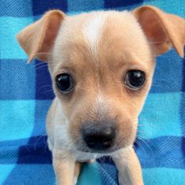 Thing 2 - Fawn male Chihuahua puppy in Palm Coast, Florida from Fiesta Pups