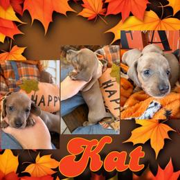 Kat - Fawn (Isabella) female Dachshund puppy in Brazil, Indiana from King Duke Dachshunds