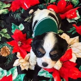 Cavalier King Charles Spaniel Puppies from Krawczyk's House of Cavaliers