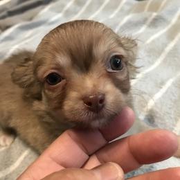 Chihuahua Puppies from Chilove Chihuahuas