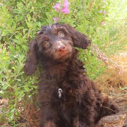 Winnie - Brown and white female Aussiedoodle puppy in Apache Junction, Arizona from Loving Doodle