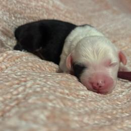 Burgundy - Gray and white female Old English Sheepdog puppy in Iowa from Midwest Puppy Paws