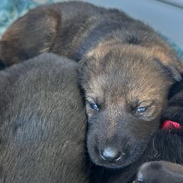 Pink - Sable female German Shepherd puppy in Winters, California from Vom Haefner German Shepherds