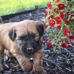 Australian Shepherd and Soft Coated Wheaten Terrier Puppies from Ironwood Ridge Kennels