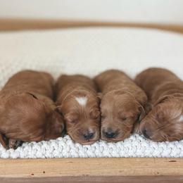 Liberty - Apricot female Goldendoodle puppy in Modesto, California from Central Valley Canine Companions