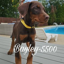 Brie - Red and rust female Doberman Pinscher puppy in Aurora, Indiana from Double-Take Doberman Kennels