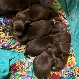 Gigi - Chocolate and tan female Dachshund puppy in Poplarville, Mississippi from Sarah’s Darling Dachshunds