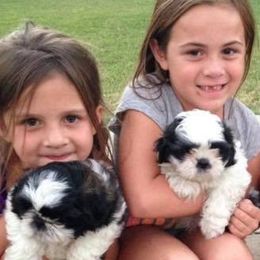 Shih Tzus from Lovable Shih Tzus