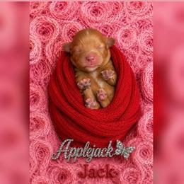 Applejack - Ruby male Cavalier King Charles Spaniel puppy in Mayo, Florida from Kingston’s Cavaliers