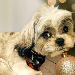 Charlie - Shih Tzu