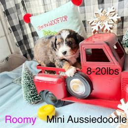 Roomy - Black phantom female Aussiedoodle puppy in Fredonia, Pennsylvania from Drew’s Aussies & Doodles