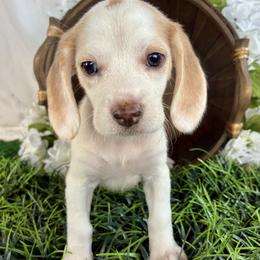 Honey - Brown white and tan female Beagle puppy in Katy, Texas from Houston’s Howlin’ Hounds
