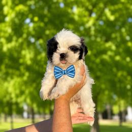 Boy 2 - Black and white male Shih Tzu puppy in Seguin, Texas from Dolled Up Shih Tzus