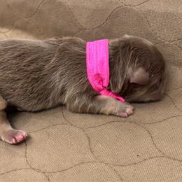 Girl 1 - Tricolors female French Bulldog puppy in Amarillo, Texas from Bomb City Bulldogs
