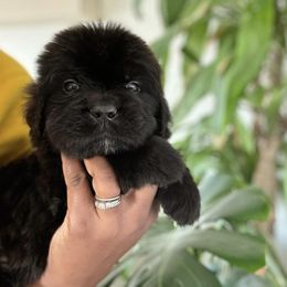 Newfoundland Puppies from Knallhart Kennels