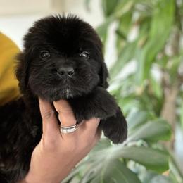 Newfoundland Puppies from Knallhart Kennels