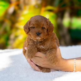 Akela - Red  female Goldendoodle puppy in Fort Myers, Florida from Corgis & Doodles