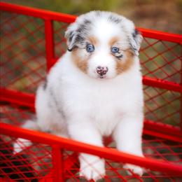 Lavender - Blue merle female Australian Shepherd puppy in Georgetown, Texas from River Reign Australian Shepherds