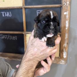 Chief - Brindle male Boxer puppy in Rochester, Washington from Holly's Boxers of Rochester