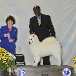 Vail - Samoyed