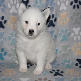 Patches - White male Pomsky puppy in Clarkston, Utah from Red Rock Ranch Breeders