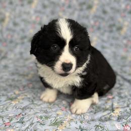 Ace-fluffy - Black and white male Cardigan Welsh Corgi puppy in Hope, Arkansas from Foxy Knoll Farm