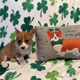 Olaf - Red male Pembroke Welsh Corgi puppy in Ohio from Canal Corgis