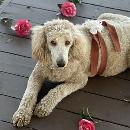 Goldendoodles and Poodles from Guthrie Farms