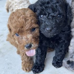 Goldendoodle and Poodle Puppies from King’s  Castle of Doodles