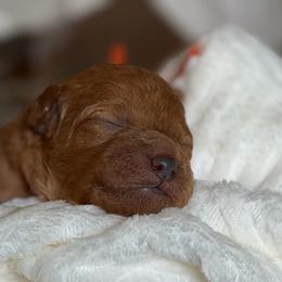 Orange collar - Red female Cavapoo puppy in Mouth Of Wilson, Virginia from HoneyBunn Doodle Co.