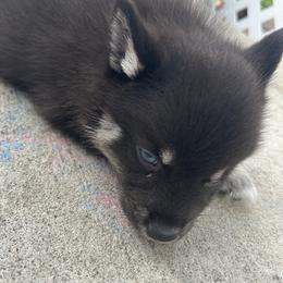Fang - Wolf sable male Pomsky puppy in Pasco County, Florida from Pomsky Hills