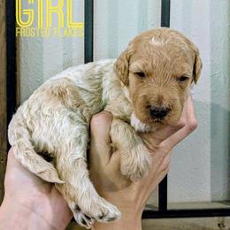 Frosted Flakes - Cream female Goldendoodle puppy in Cambridge, Minnesota from Country Meadow Doodles